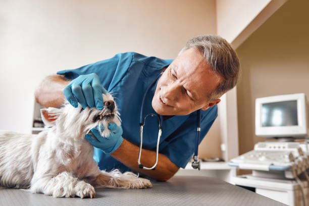 Best Emergency Treatment for Jaw Pain or Injury in Timberville, VA